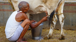 चितवनमा प्रथम राष्ट्रिय डेरी महोत्सव गरिँदै