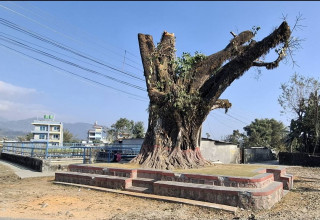 चौतारी काटिएको दाउरा पोखरा महानगरले गर्यो जफत