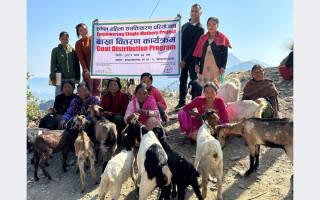 इच्छाकामनाका एकल चेपाङ महिलालाई बाख्रा वितरण