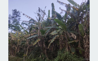 केराका बोट सुक्न थालेपछि म्याग्दीका किसान चिन्तित