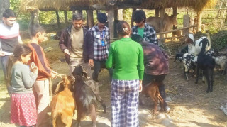 शुक्लाफाँटाका ९ हजार बढी बाख्रालाई पीपीआर विरुद्धको खोप