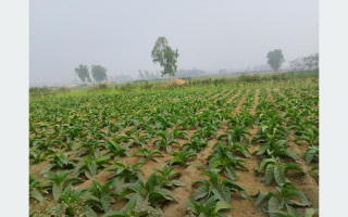महोत्तरीमा आम्दानीको आकर्षक माध्यम बन्दै सुर्तीखेती