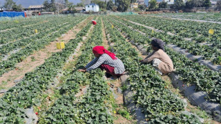 स्ट्रबेरीखेतीबाट वार्षिक रु छ लाख बचत