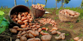 मुस्ताङमा आलुको उत्पादन क्षेत्र विस्तार ६२ करोडको ८२ लाख बढीको बिक्री