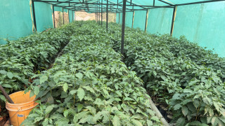 गुल्मीमा ३८ जातका कफीको परीक्षण