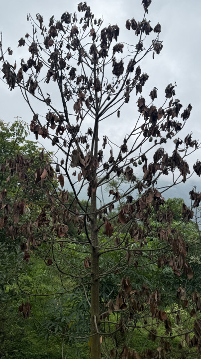 उत्पादन दिने याममा एभोकाडोको बोट मर्न थालेपछि किसान चिन्तित