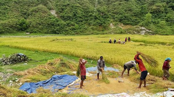 कैलालीका किसान धानबाली भित्र्याउँदै