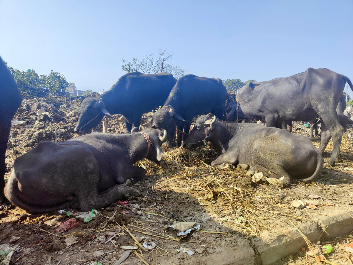 डम्फु पार्क काभ्रेपलाञ्चोक, ओखलढुङ्गाको रामपुरटार, मैतिदेवी मन्दिर काठमाडौं, बिक्री गर्न राखिएका राँगाहरु भक्तपुर, कुकुरमार्फत् सवारी जॉच दमौली